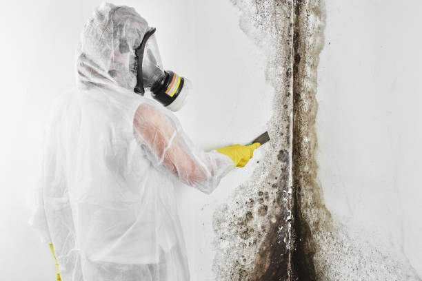 Best Emergency Mold Remediation  in Matamoras, PA